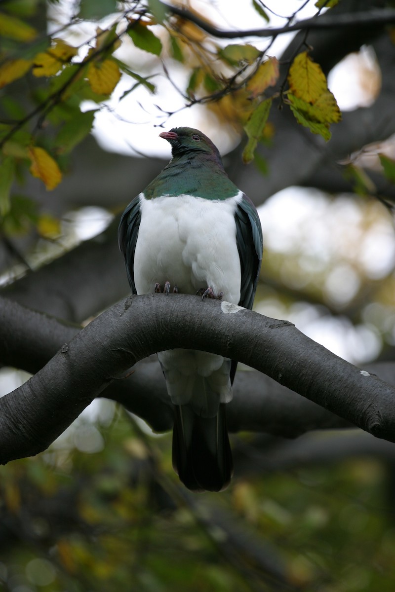 New Zealand Pigeon - ML162283841