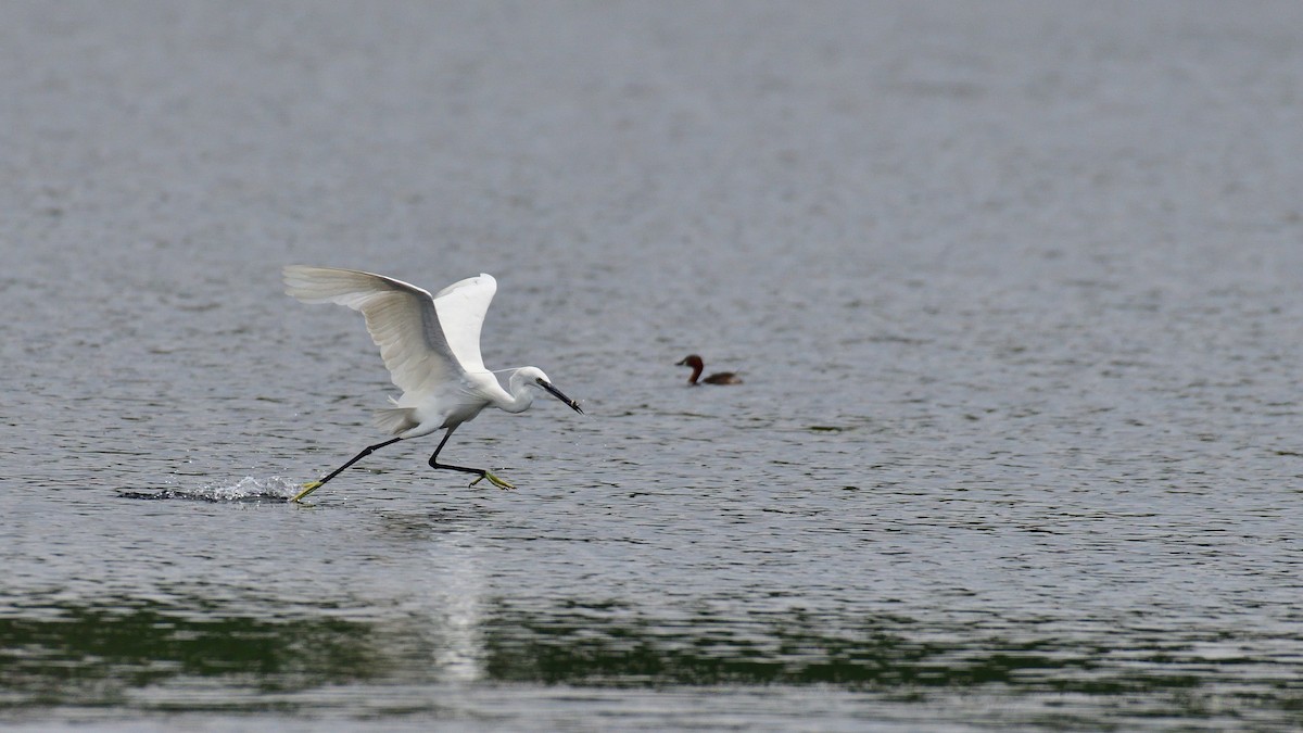 Little Egret - Hemanth Byatroy