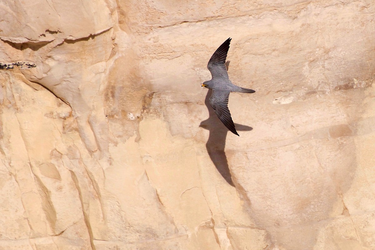 Sooty Falcon - Shlomi Segall