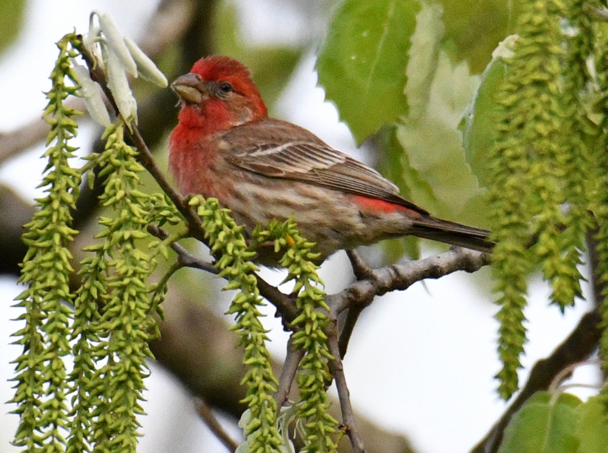 House Finch - ML162285861