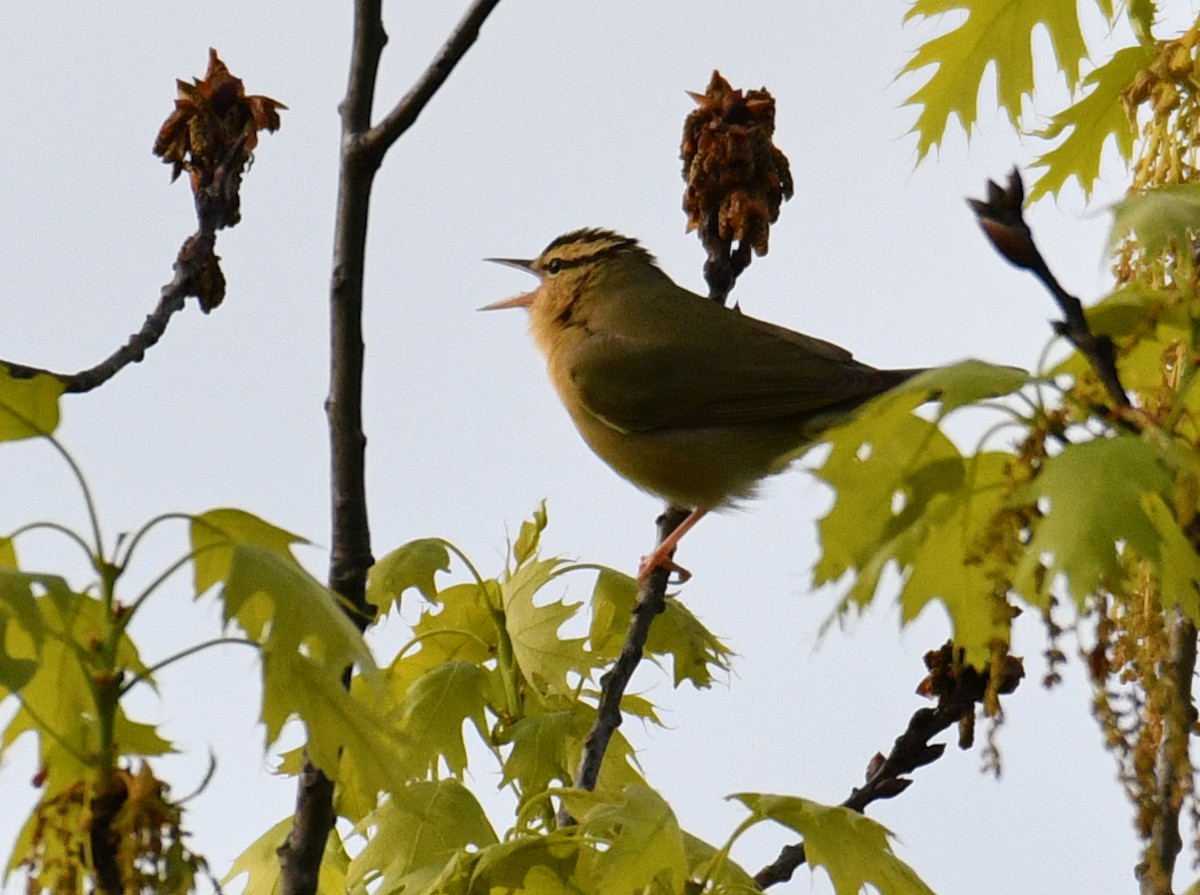 Worm-eating Warbler - ML162287761