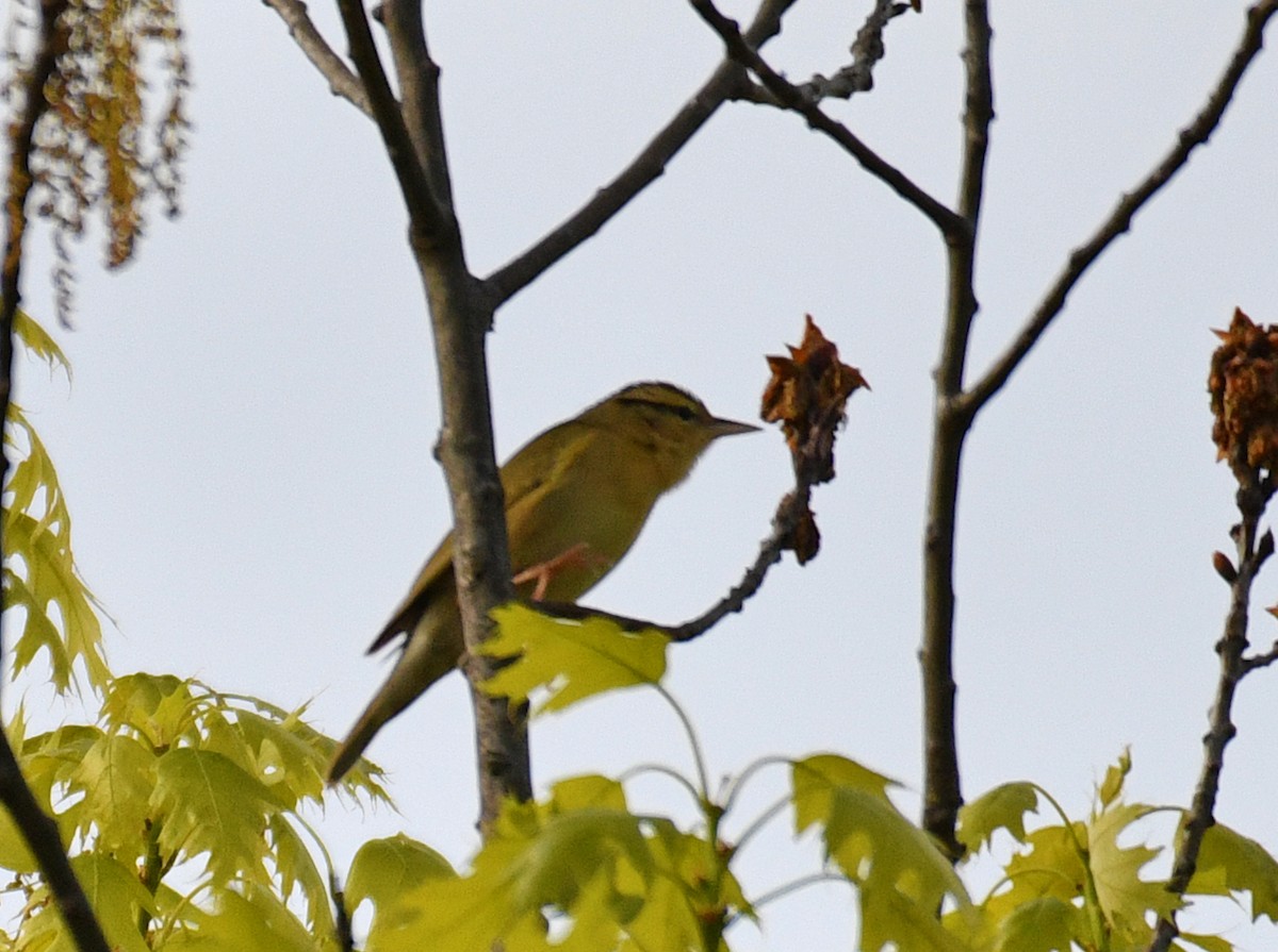 Paruline vermivore - ML162287771