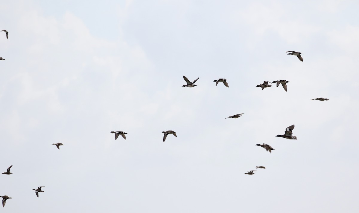 American Wigeon - ML162288251