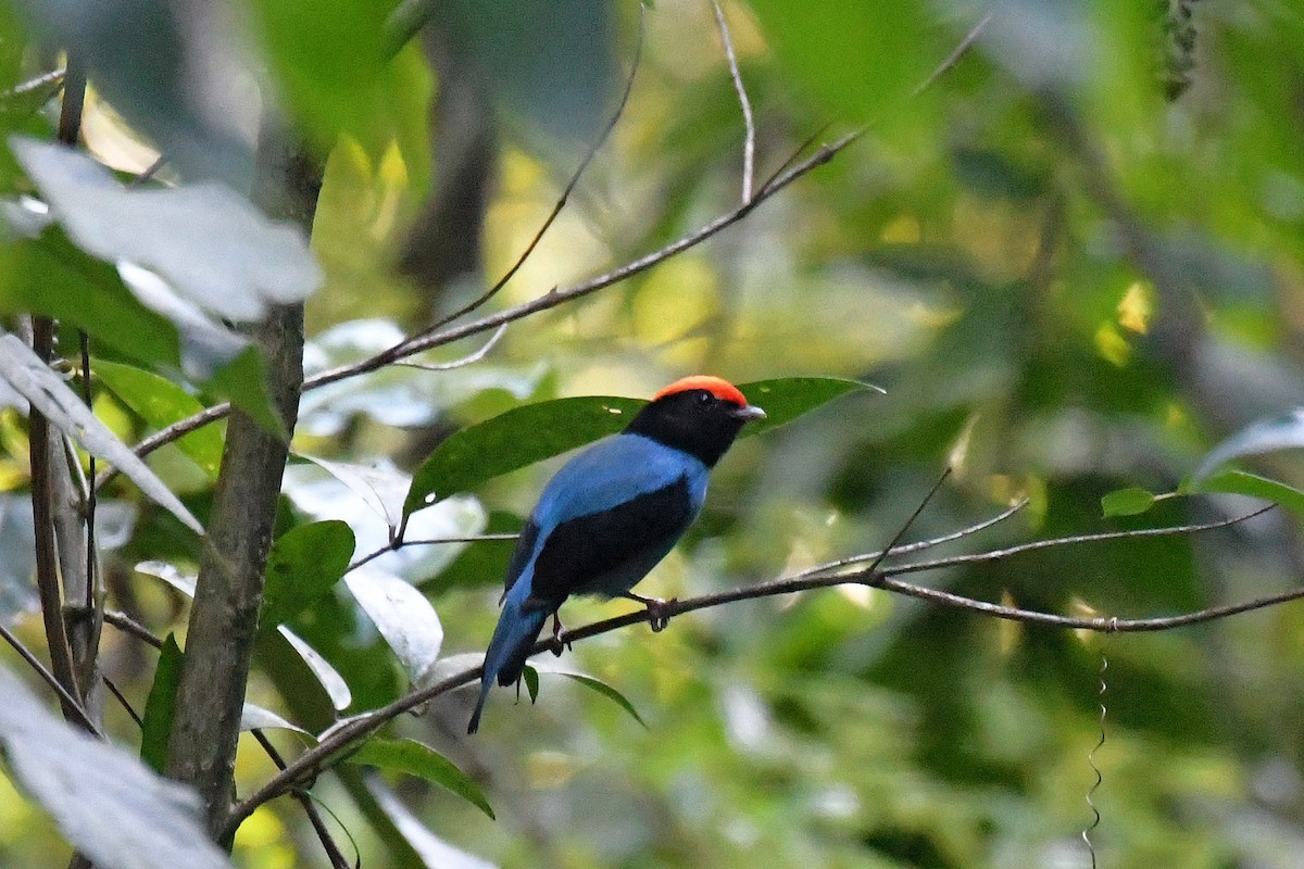Swallow-tailed Manakin - Brian Henderson