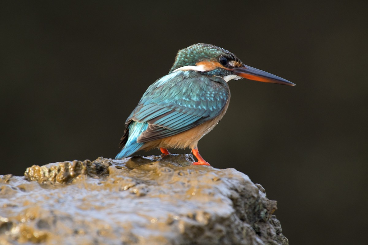 Common Kingfisher - ML162288671