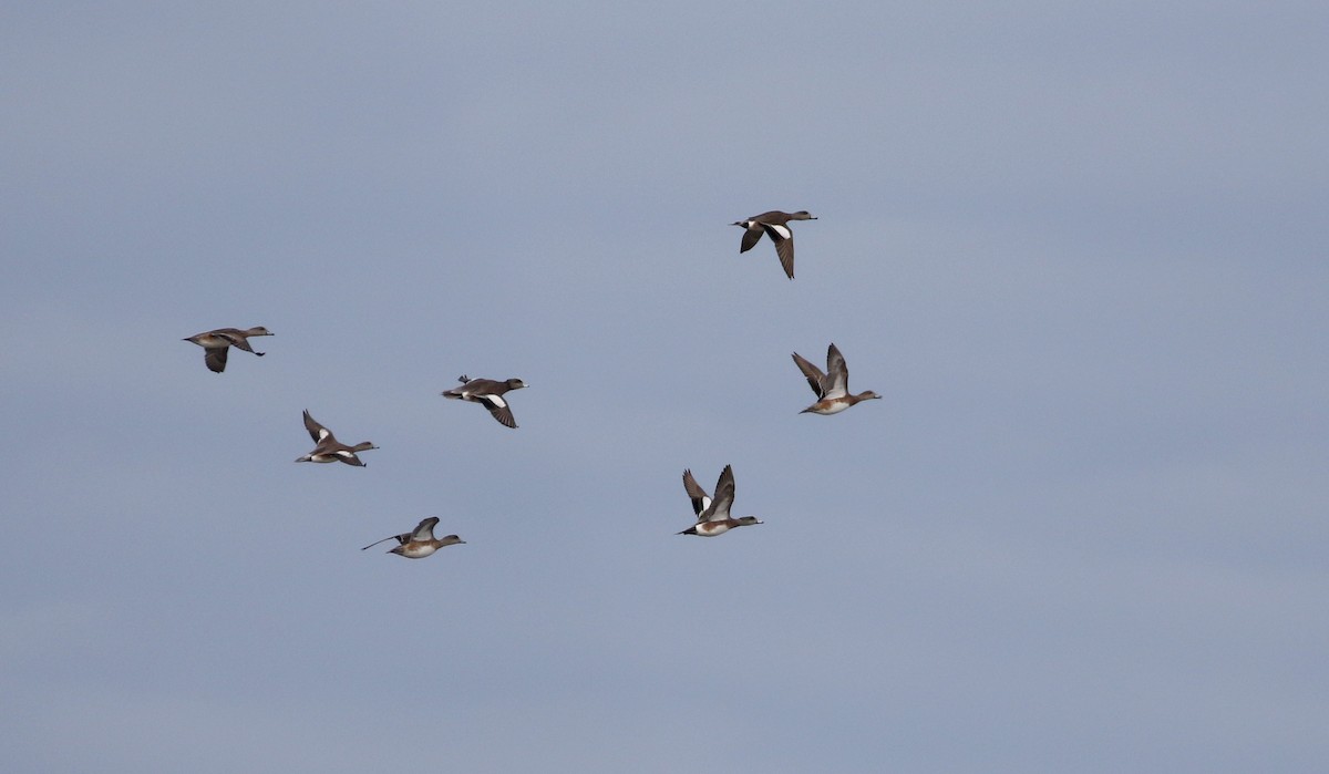 American Wigeon - ML162289581