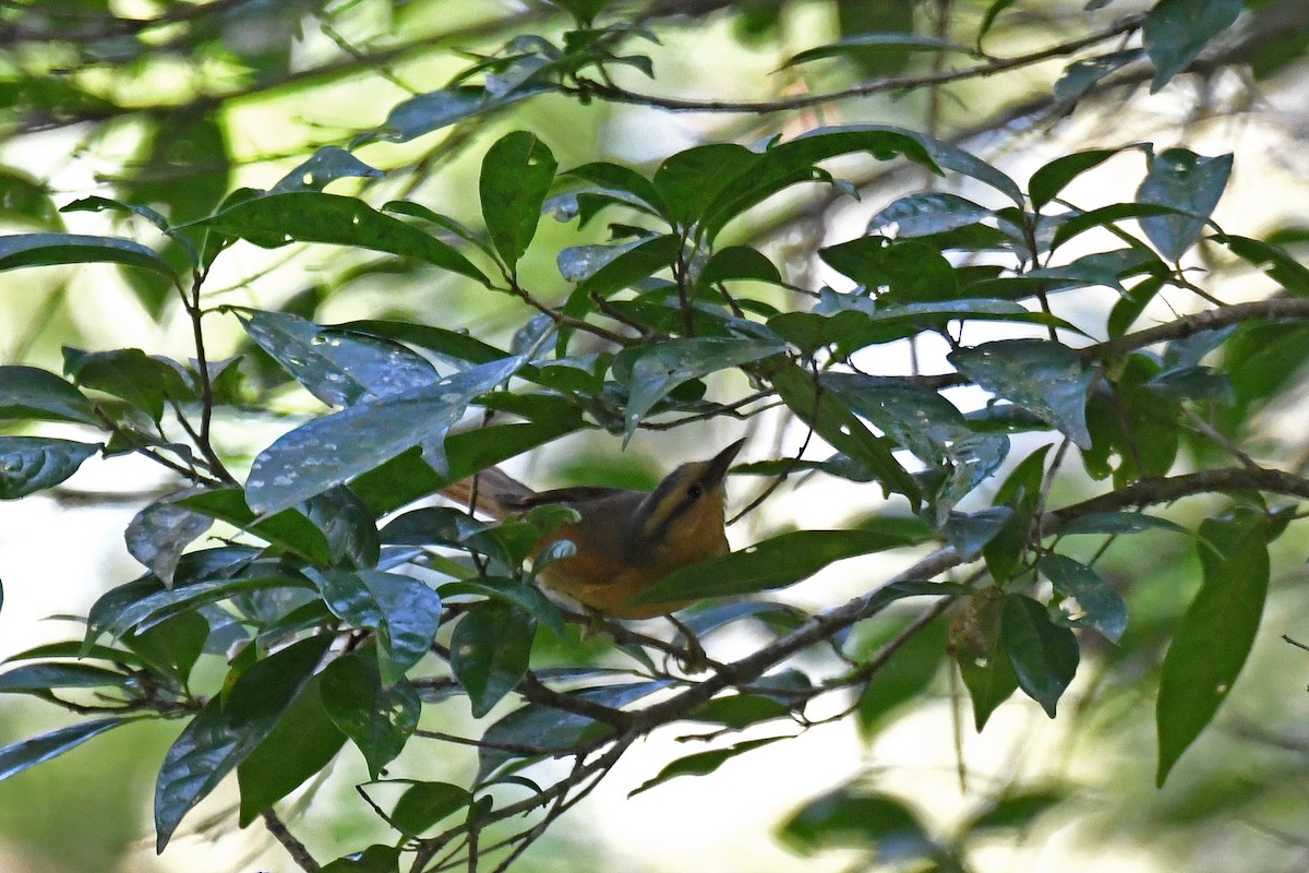 Buff-fronted Foliage-gleaner - Brian Henderson