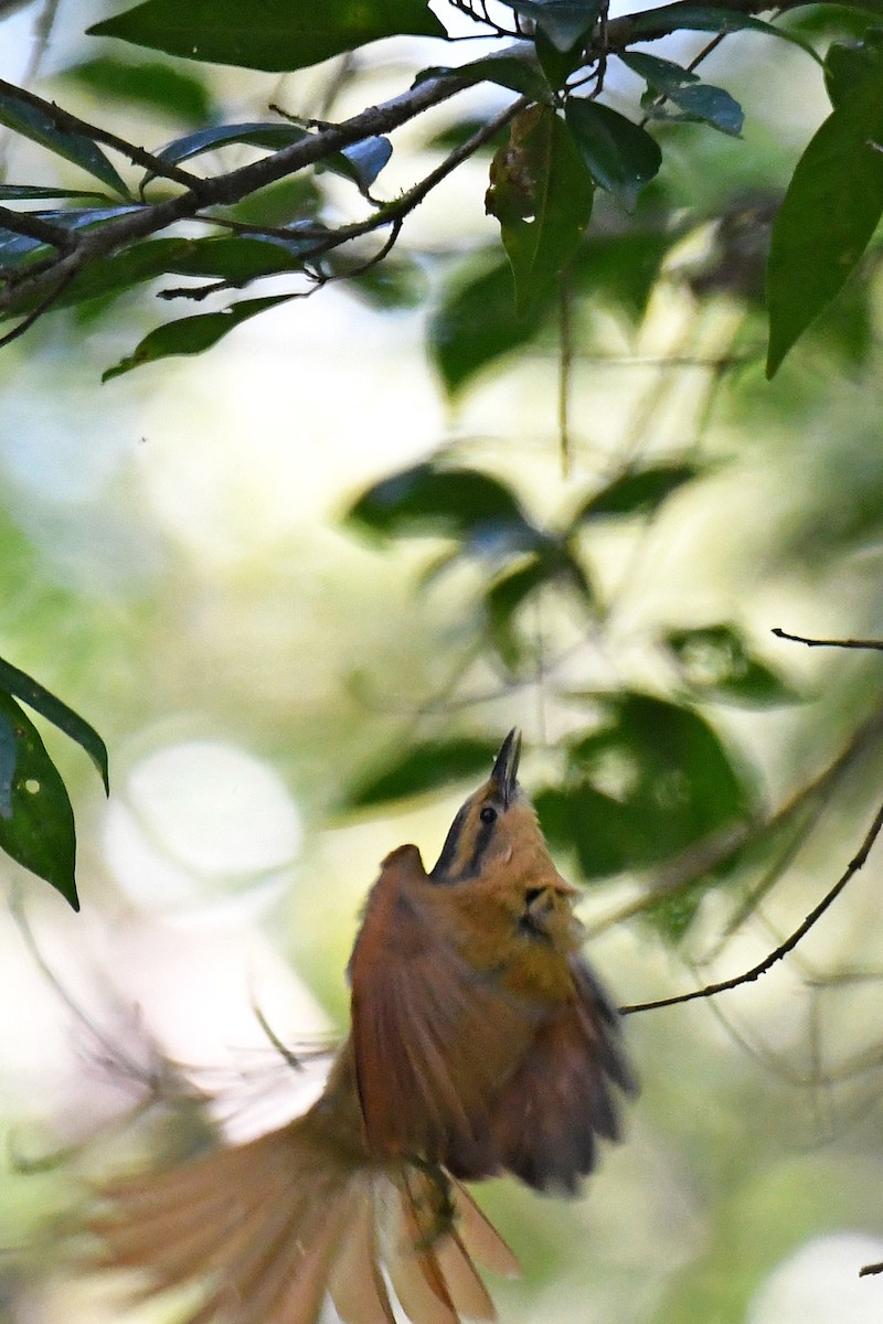 Buff-fronted Foliage-gleaner - Brian Henderson