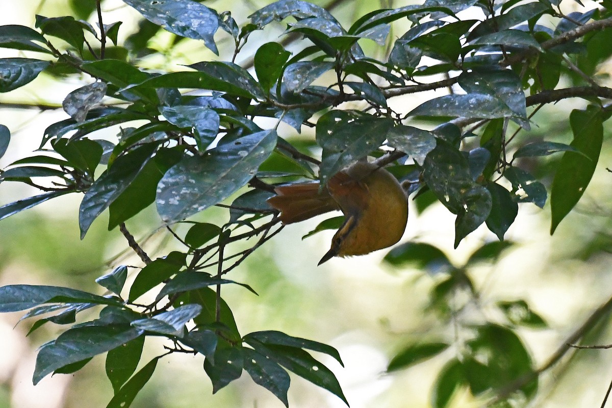 Buff-fronted Foliage-gleaner - Brian Henderson