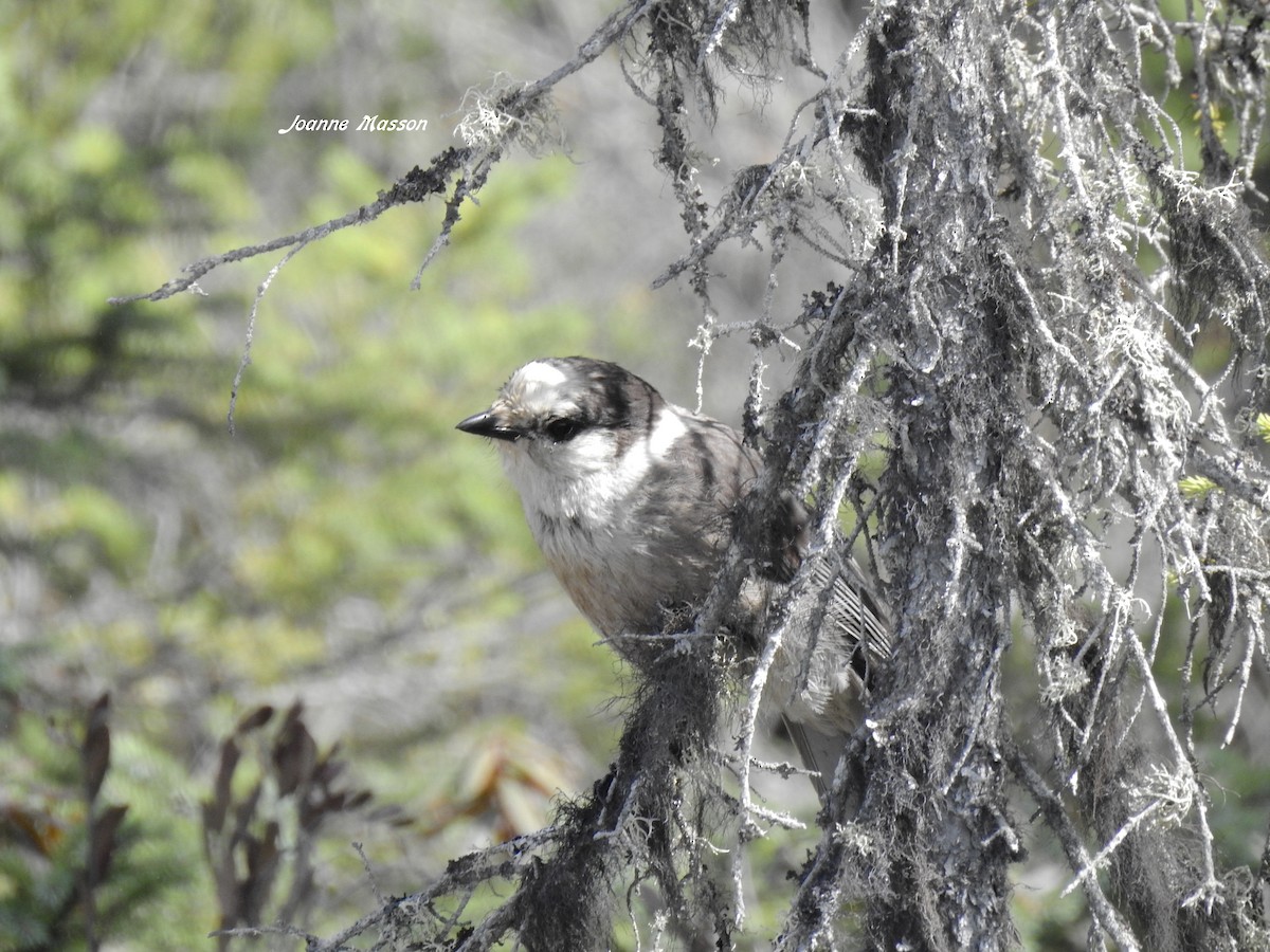 Canada Jay - ML162289901