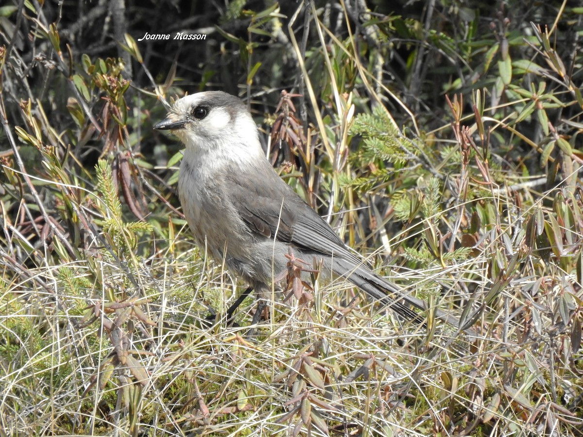 Canada Jay - ML162289921