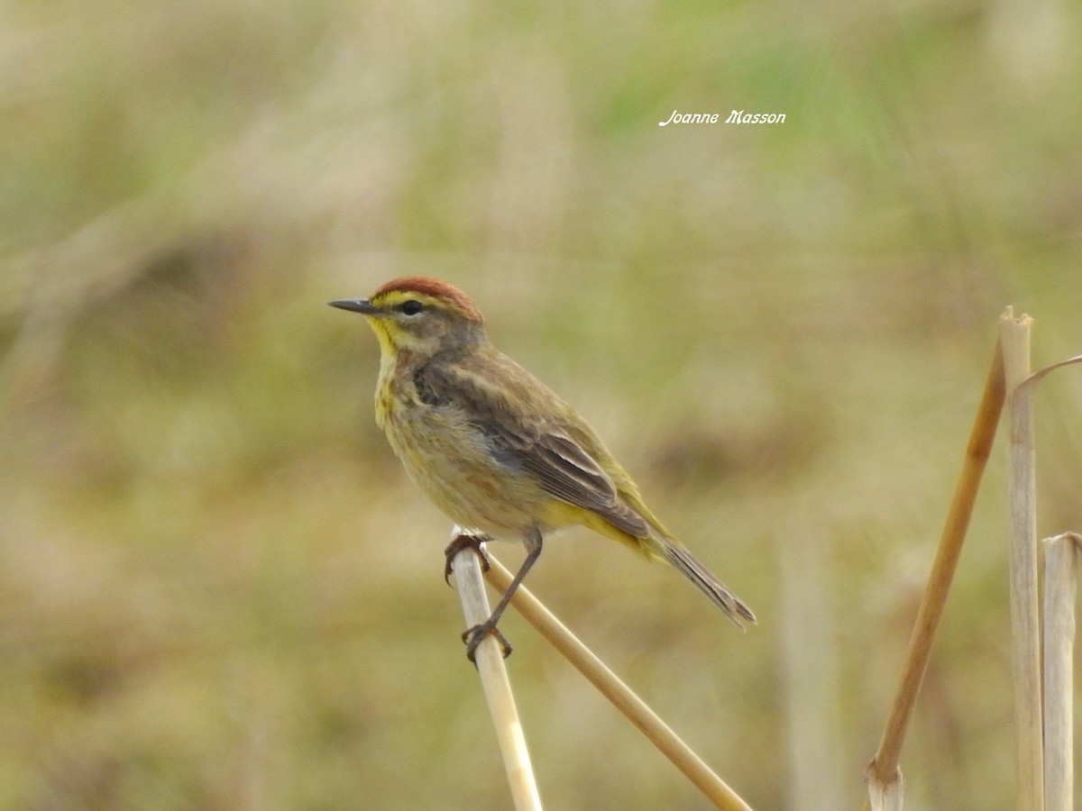 Palm Warbler - Joanne Masson