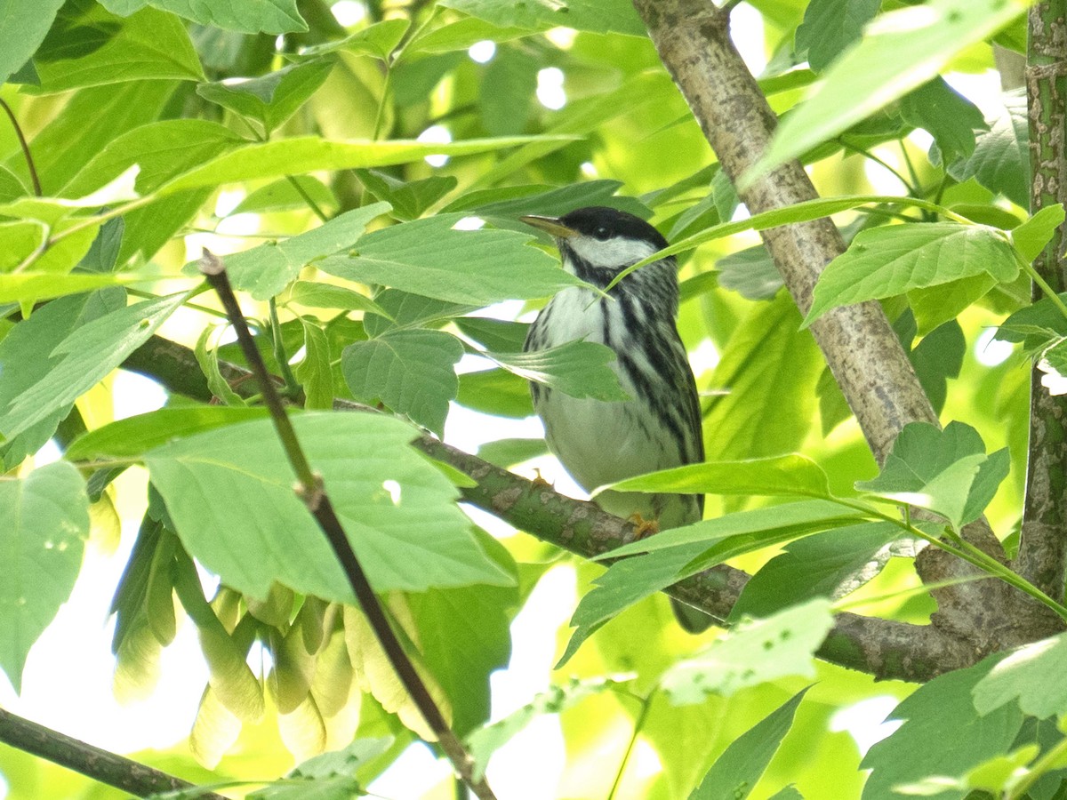 Paruline rayée - ML162291021