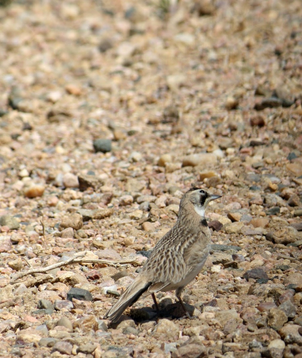 Horned Lark - ML162291921