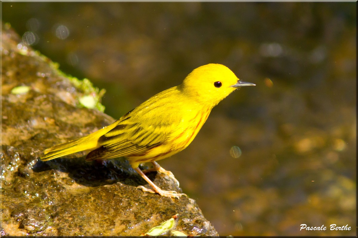 Yellow Warbler - Pascale Berthe