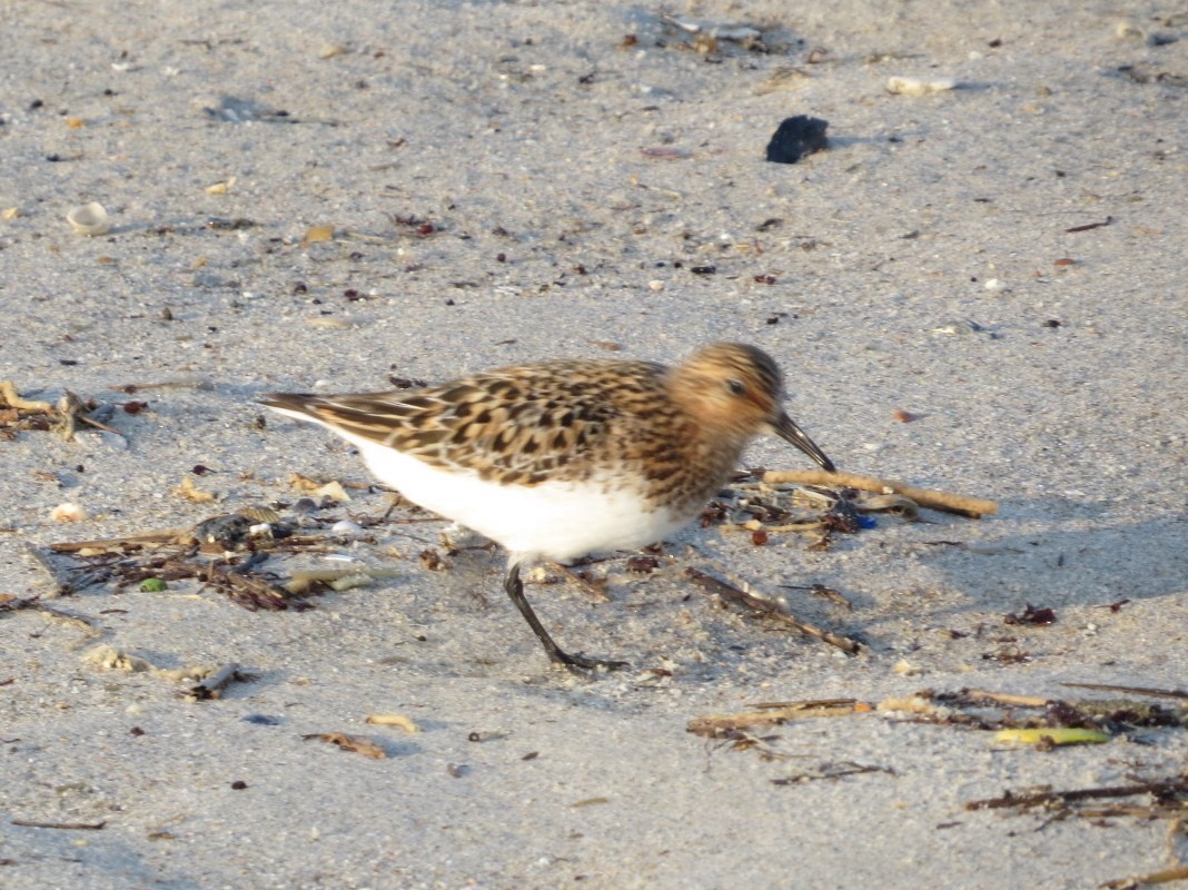 Sanderling - ML162292641