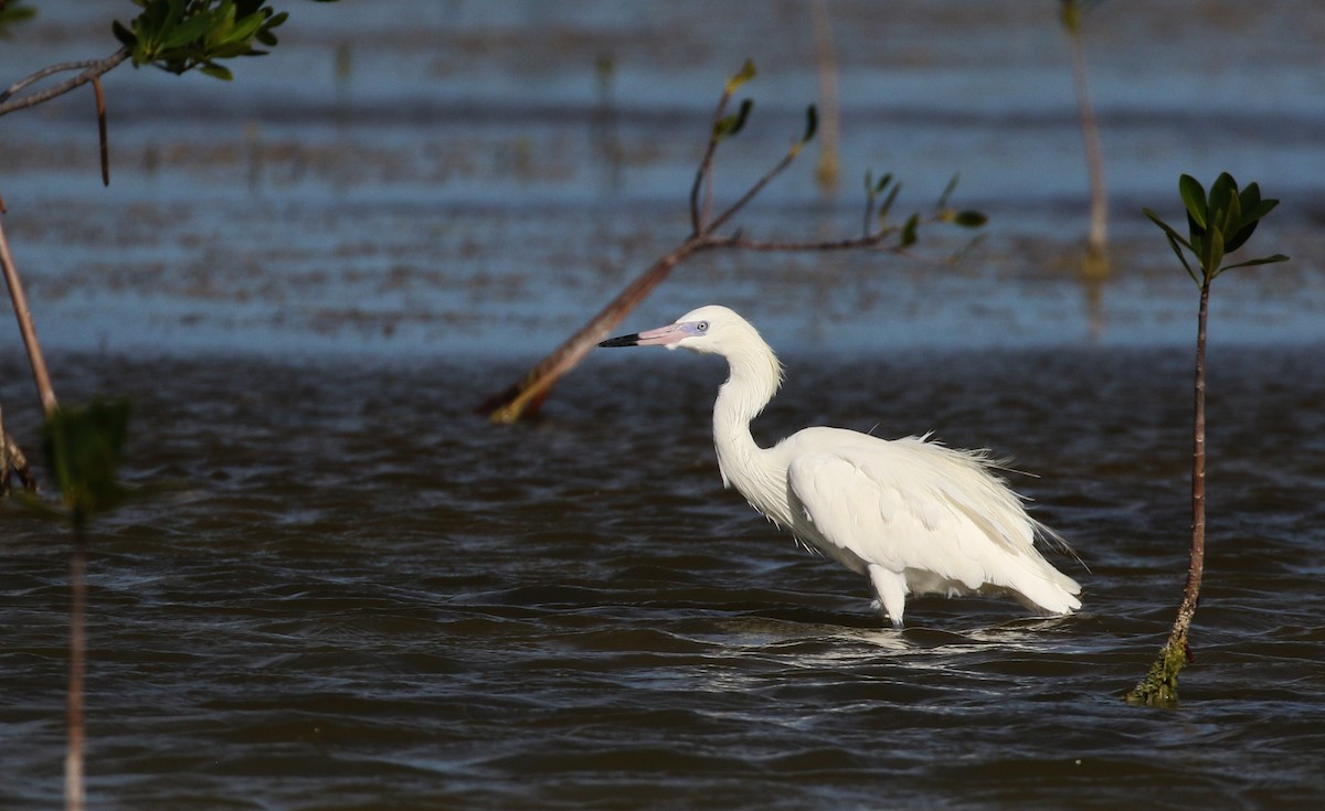 Reddish Egret - Jay McGowan