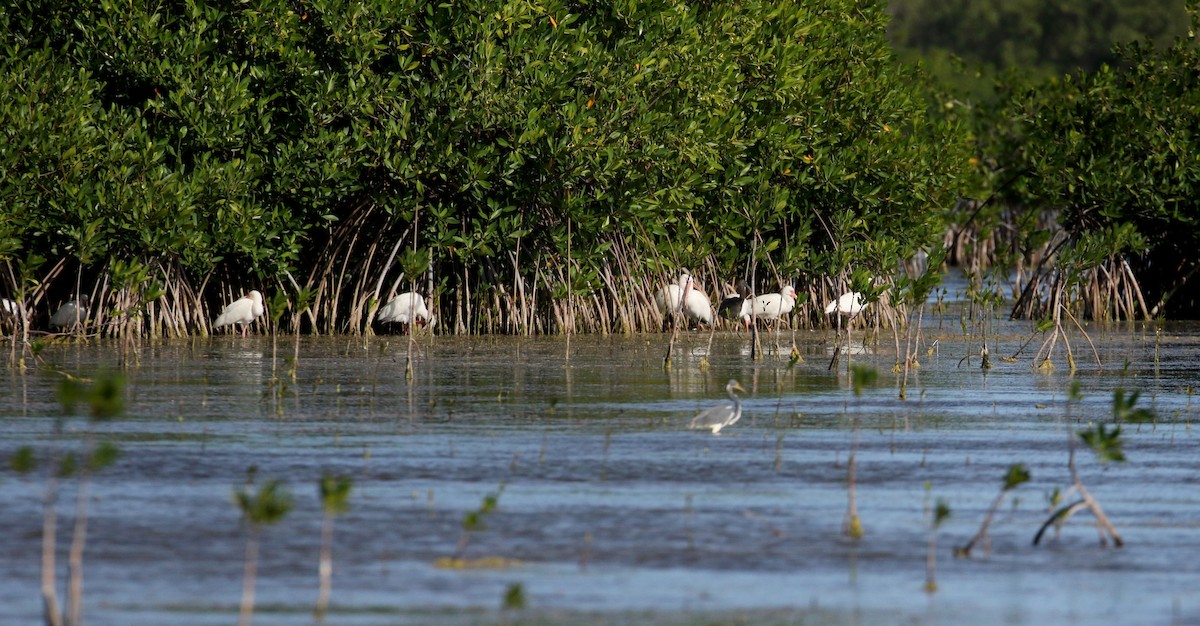 White Ibis - Jay McGowan