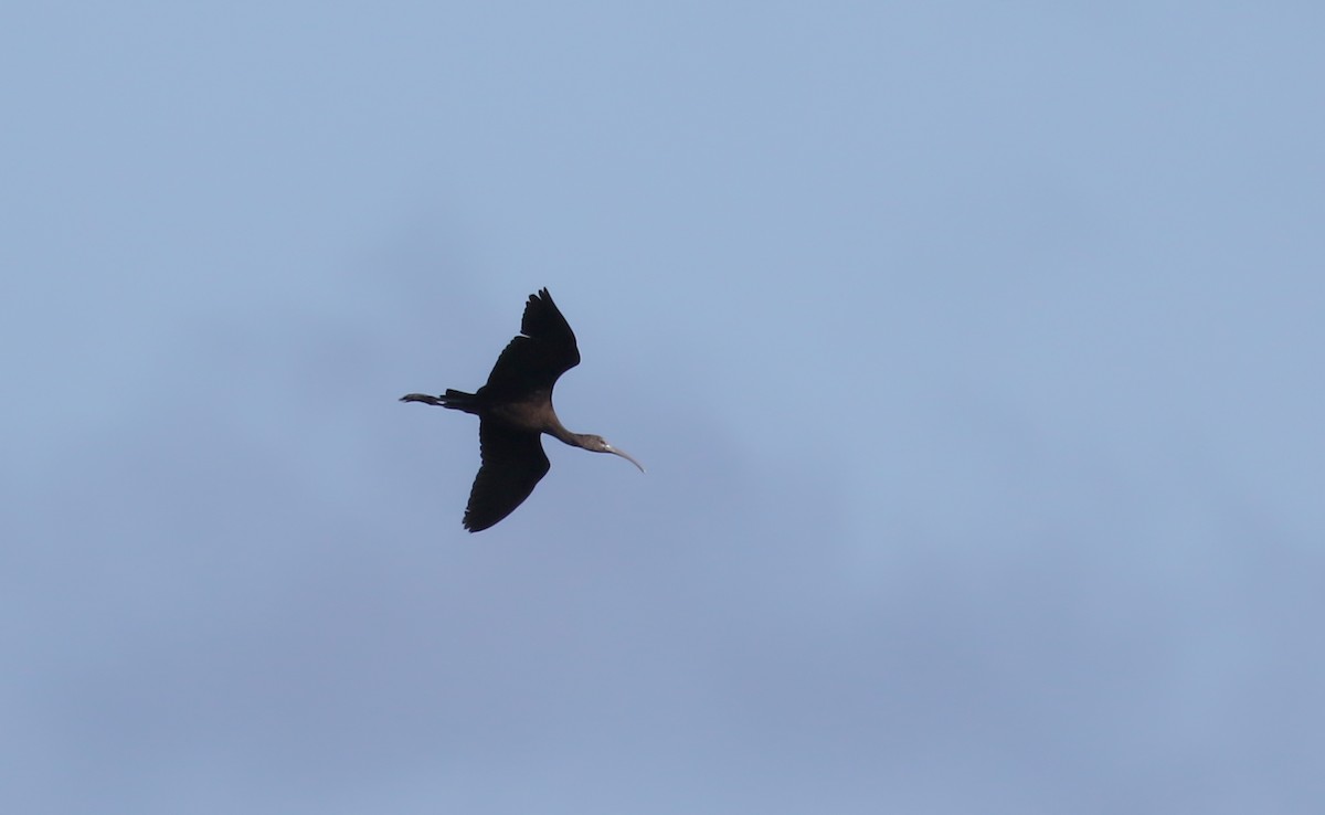 ibis hnědý - ML162293341