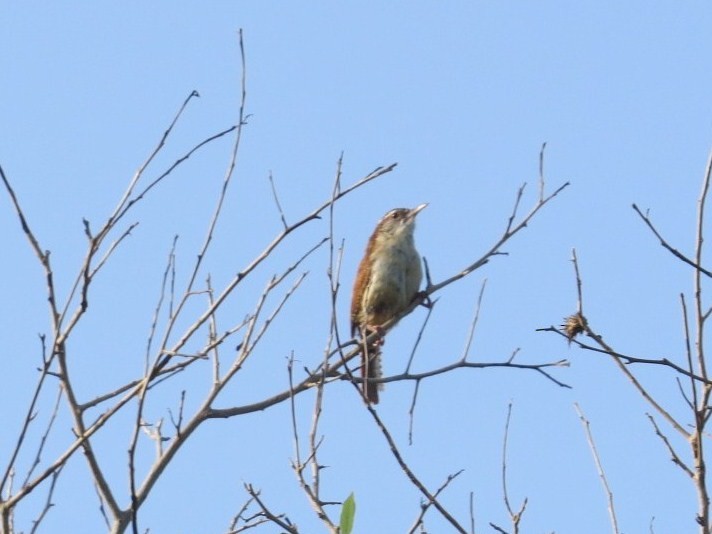 Carolina Wren - ML162293351