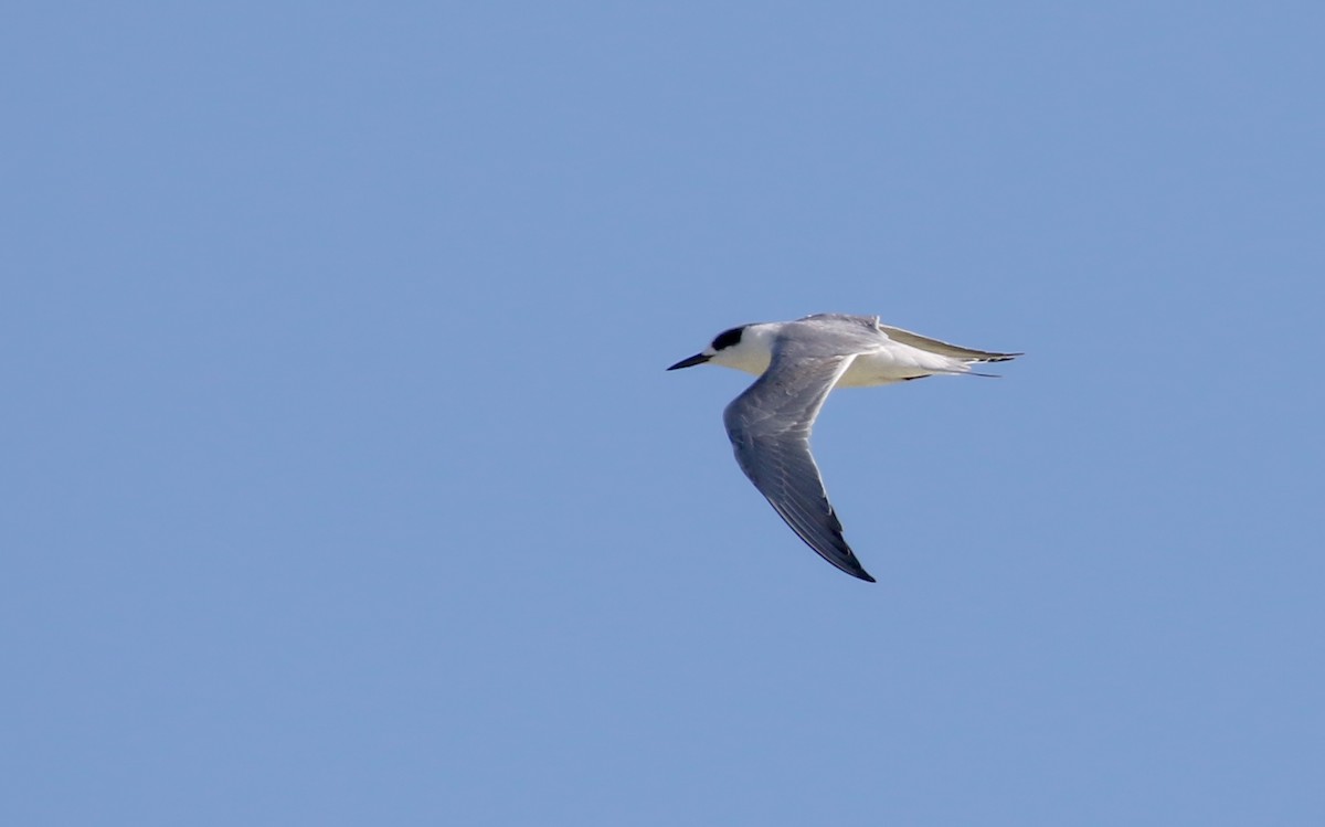 Forster's Tern - ML162293431