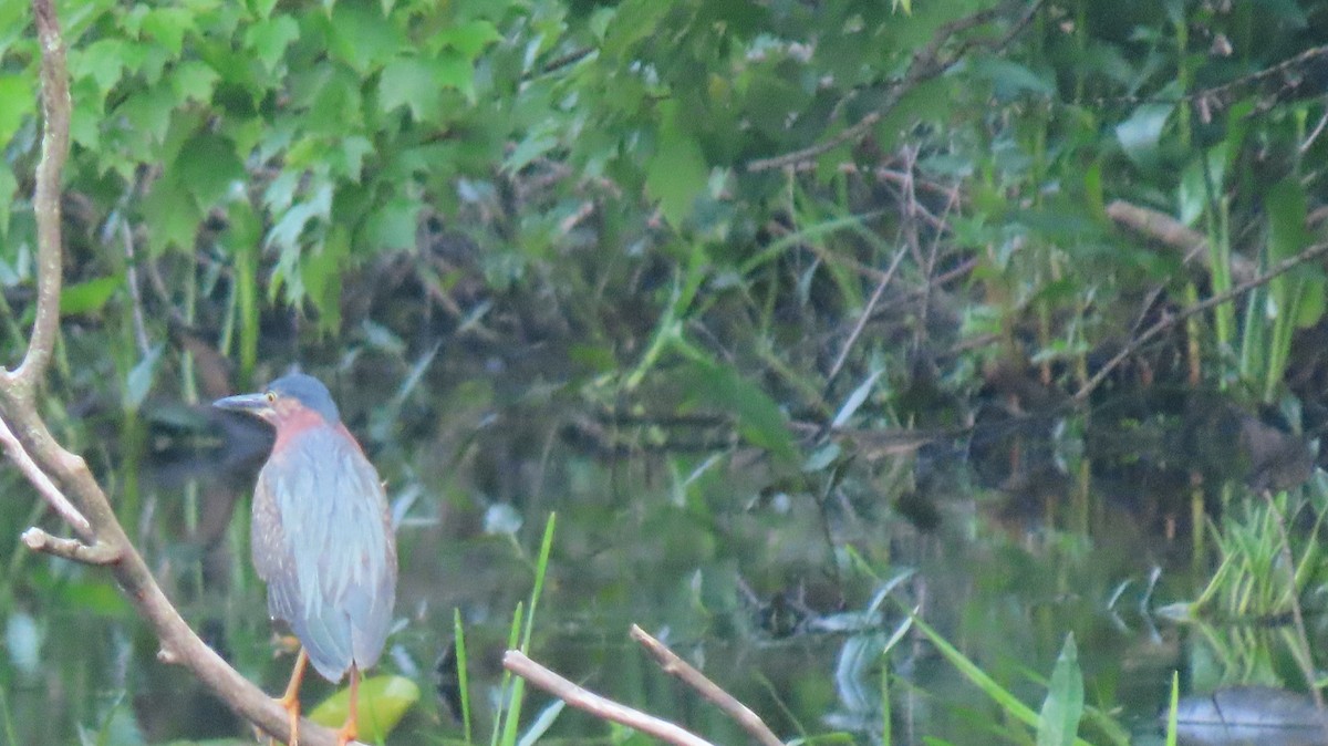 Green Heron - ML162293621