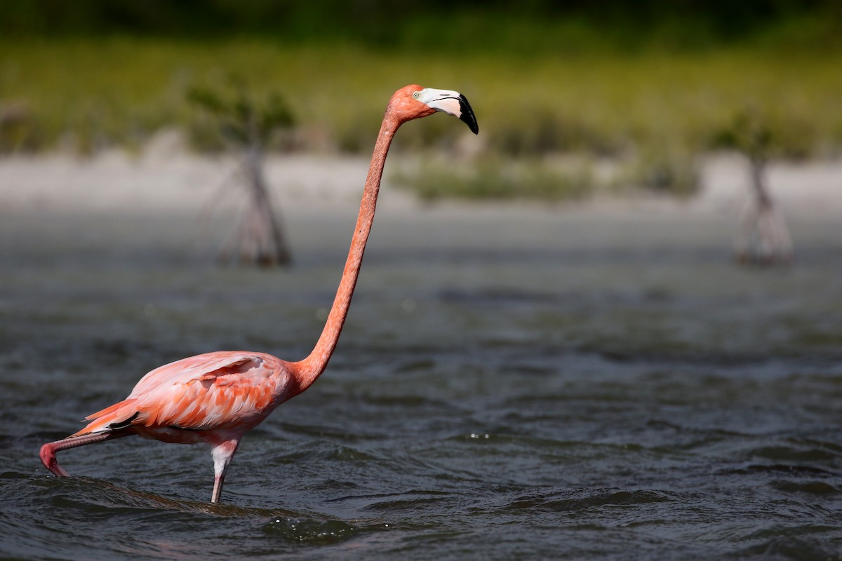 American Flamingo - Jay McGowan
