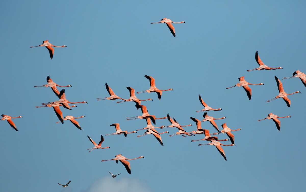 American Flamingo - Jay McGowan