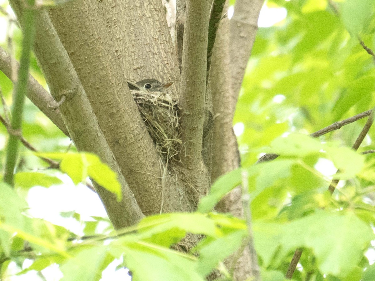 Least Flycatcher - Susan Elliott