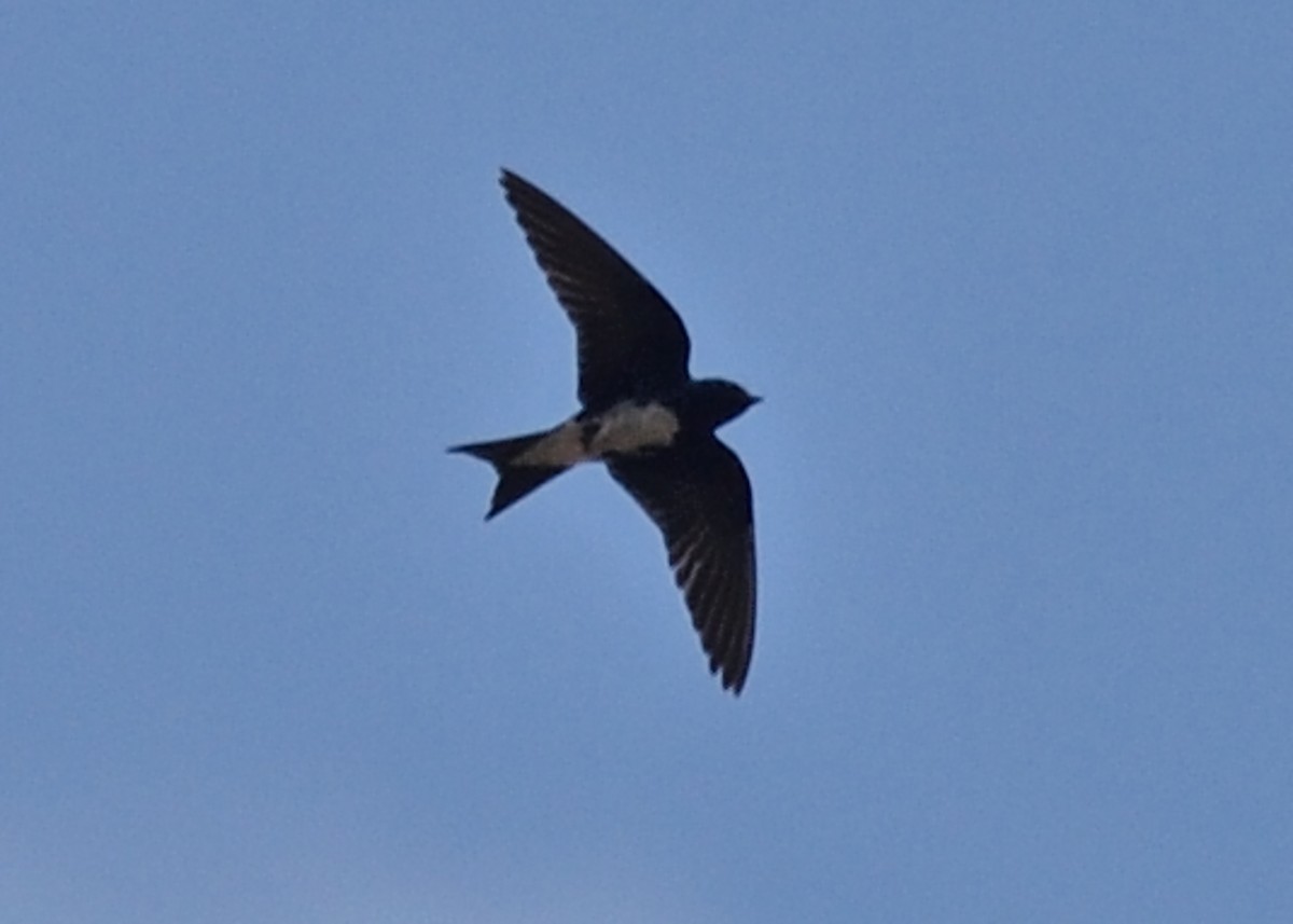 Caribbean Martin - Michiel Oversteegen