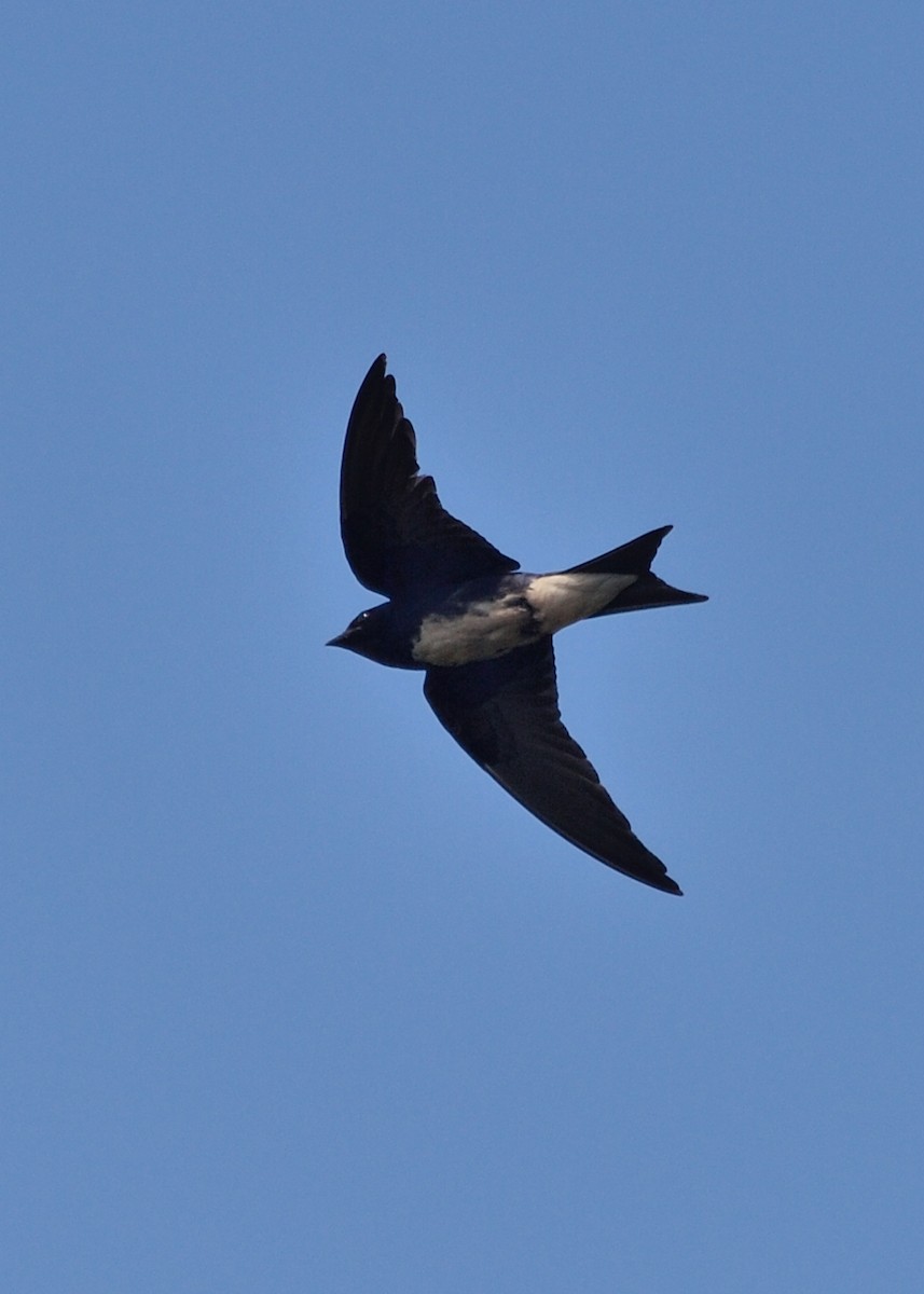 Caribbean Martin - Michiel Oversteegen