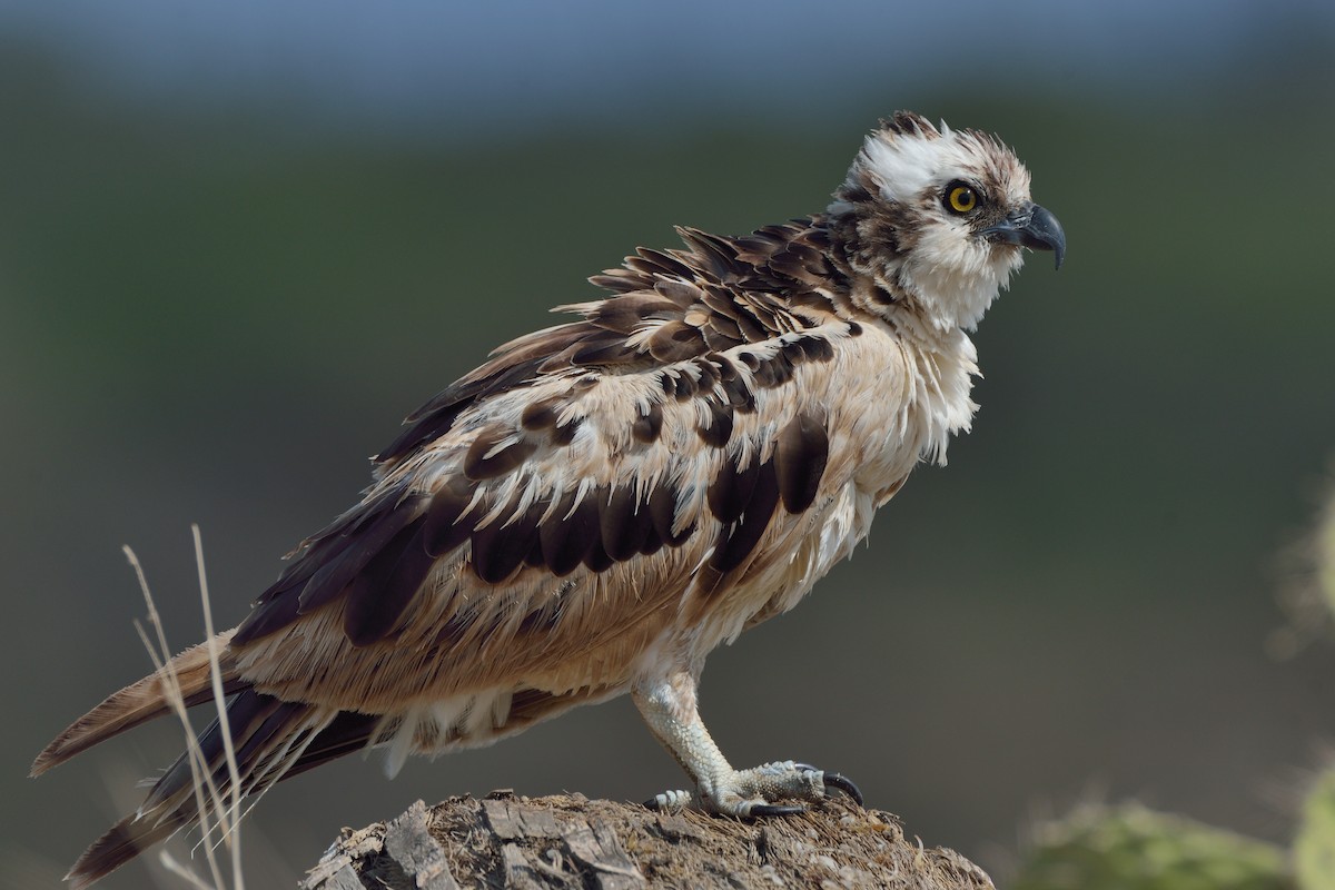 Águila Pescadora - ML162294791