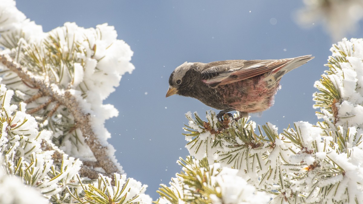 Black Rosy-Finch - Bryan Calk