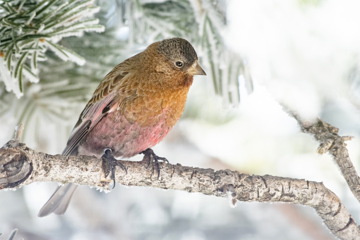 Brown-capped Rosy-Finch - ML162295021