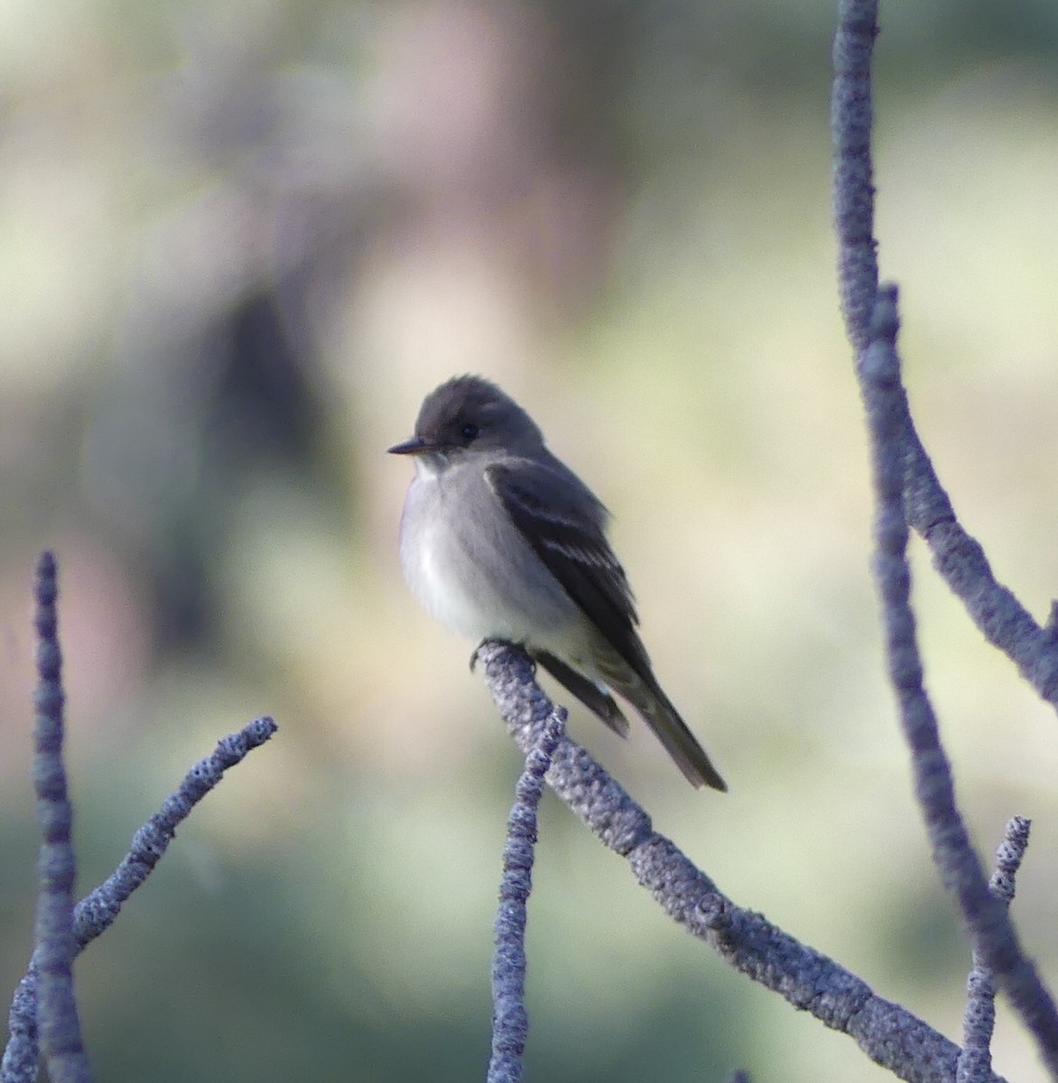 Hammond's Flycatcher - Ellen Evans