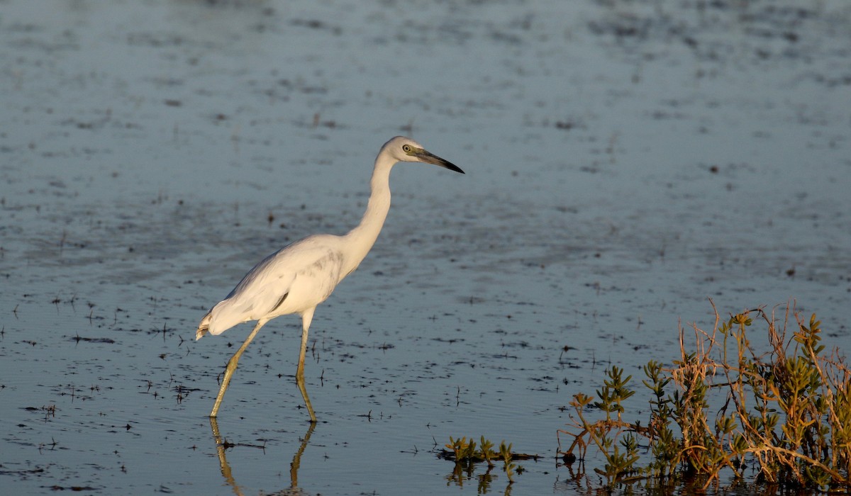 Little Blue Heron - Jay McGowan