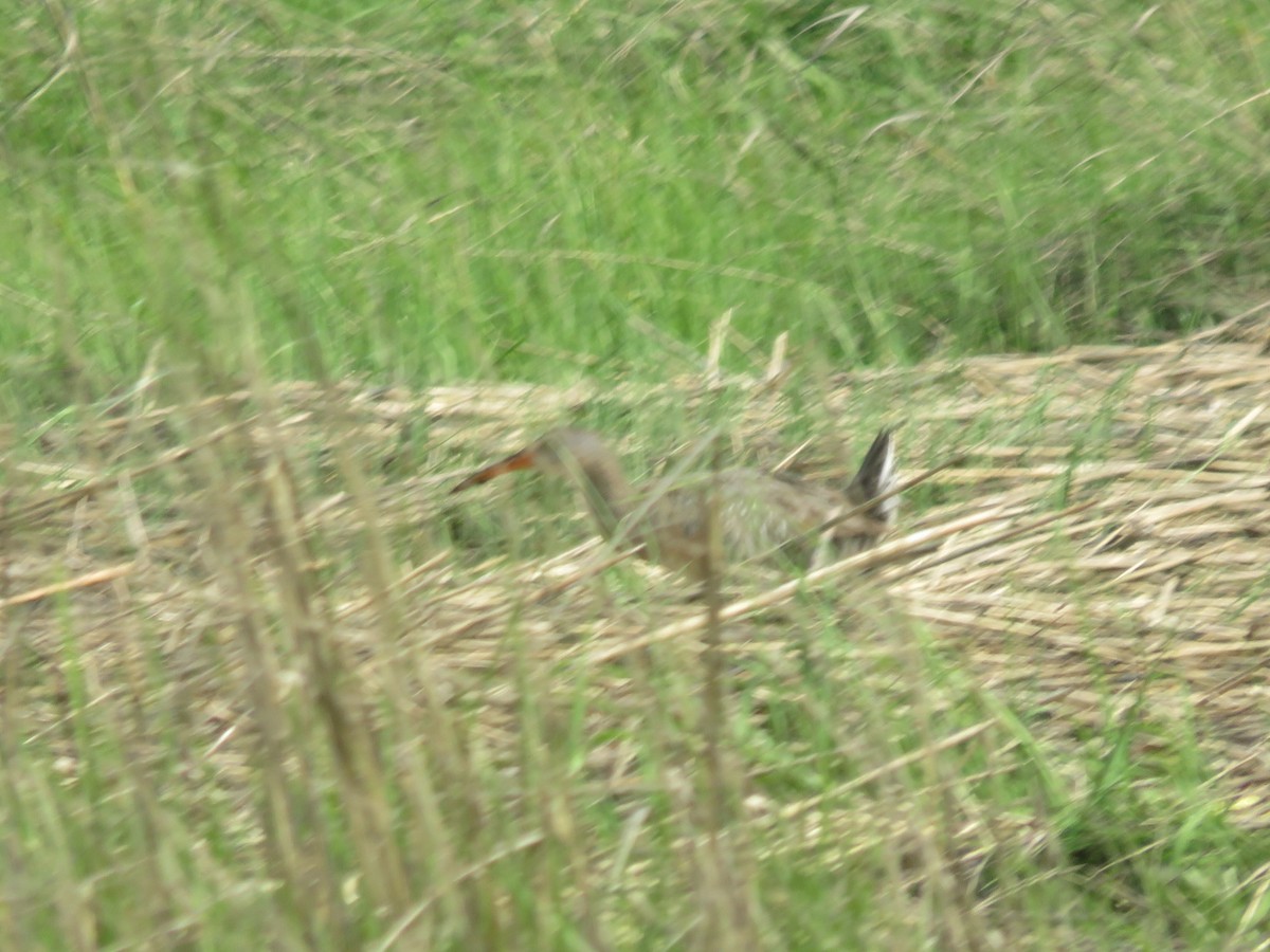 Clapper Rail - ML162297771