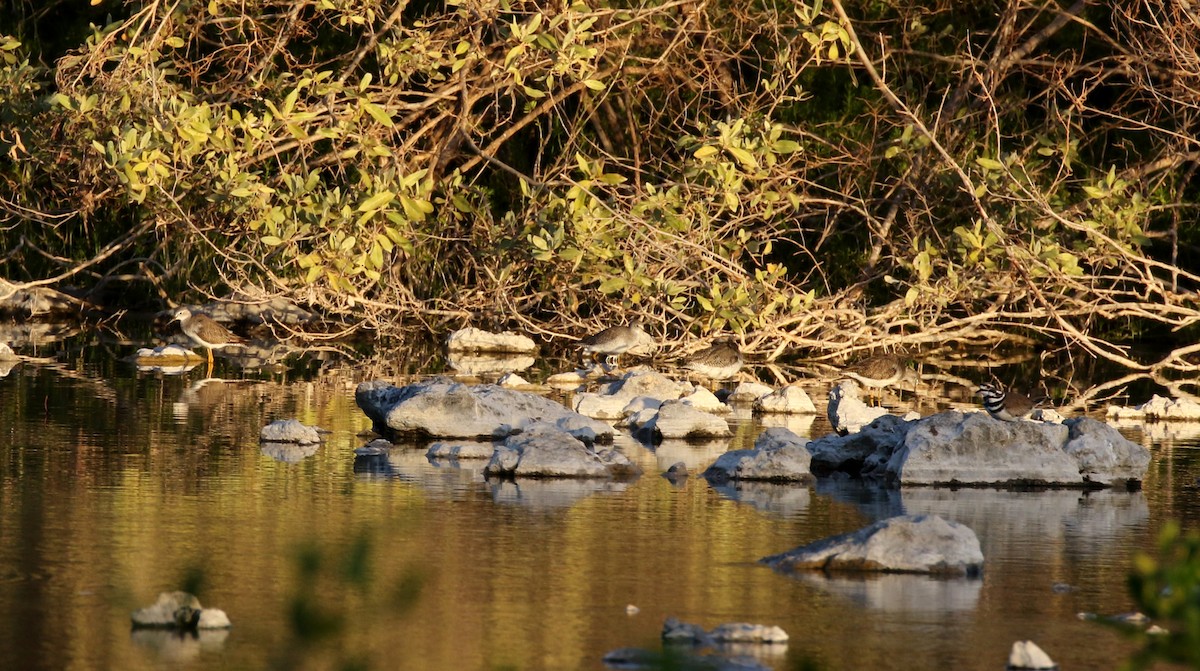 Lesser Yellowlegs - ML162297881