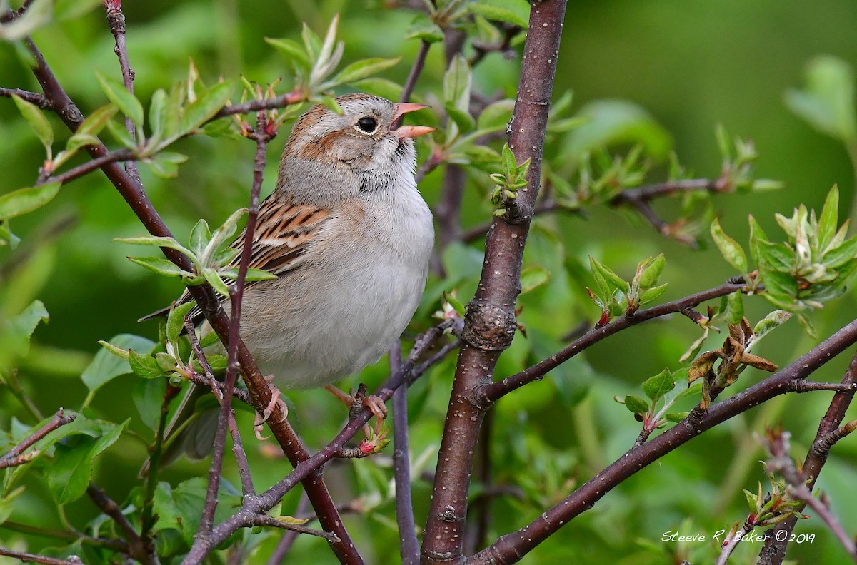 Clay-colored x Field Sparrow (hybrid) - Steeve R. Baker