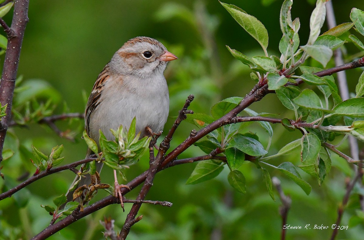 Clay-colored x Field Sparrow (hybrid) - Steeve R. Baker