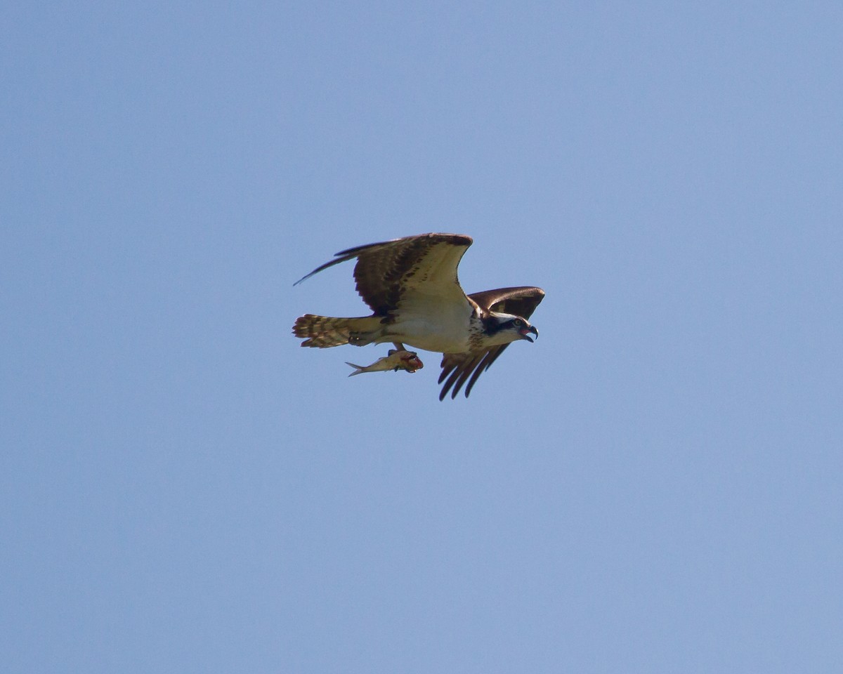 Águila Pescadora - ML162300591