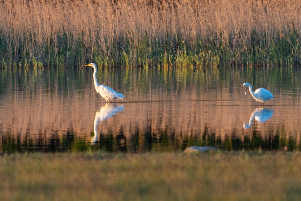 Great Egret - ML162302071