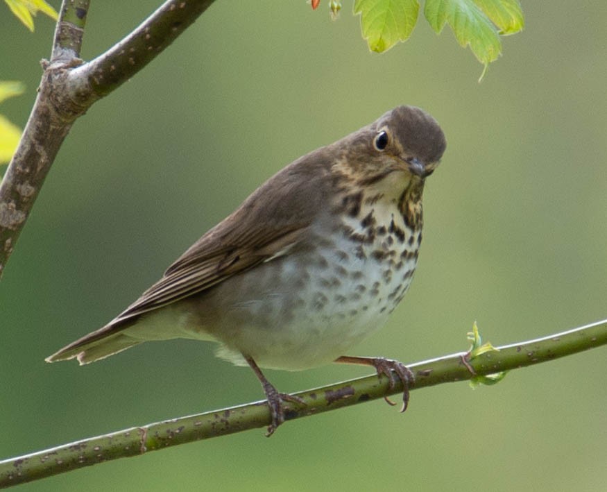 Swainson's Thrush - ML162302221