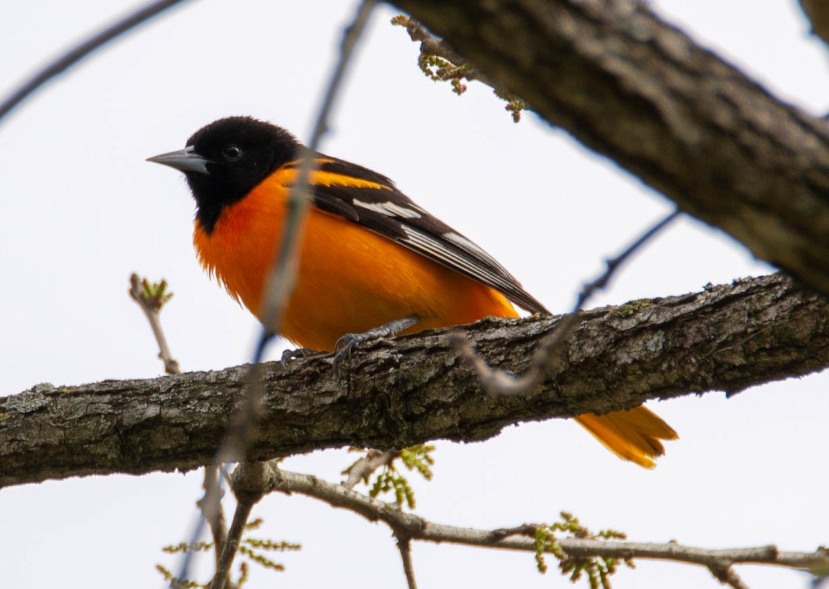 Baltimore Oriole - ML162303201