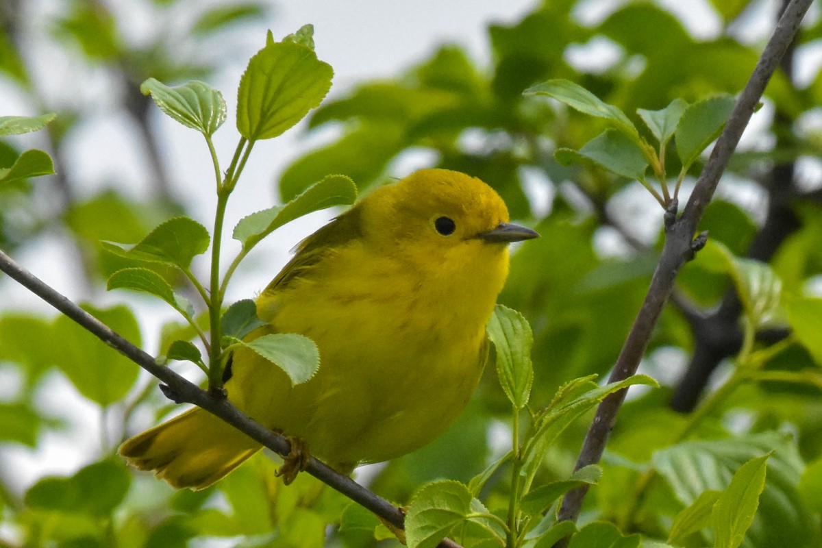 Yellow Warbler - ML162303431