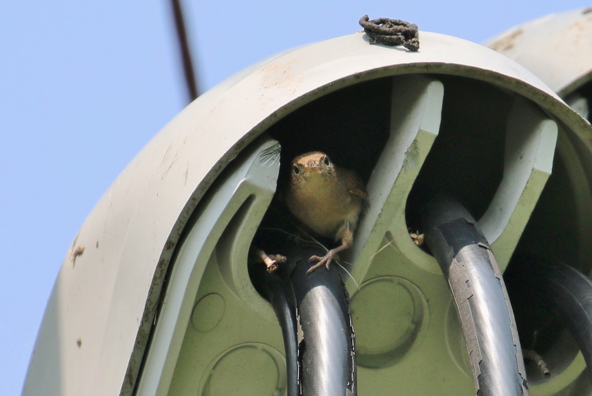 Northern House Wren - ML162307061