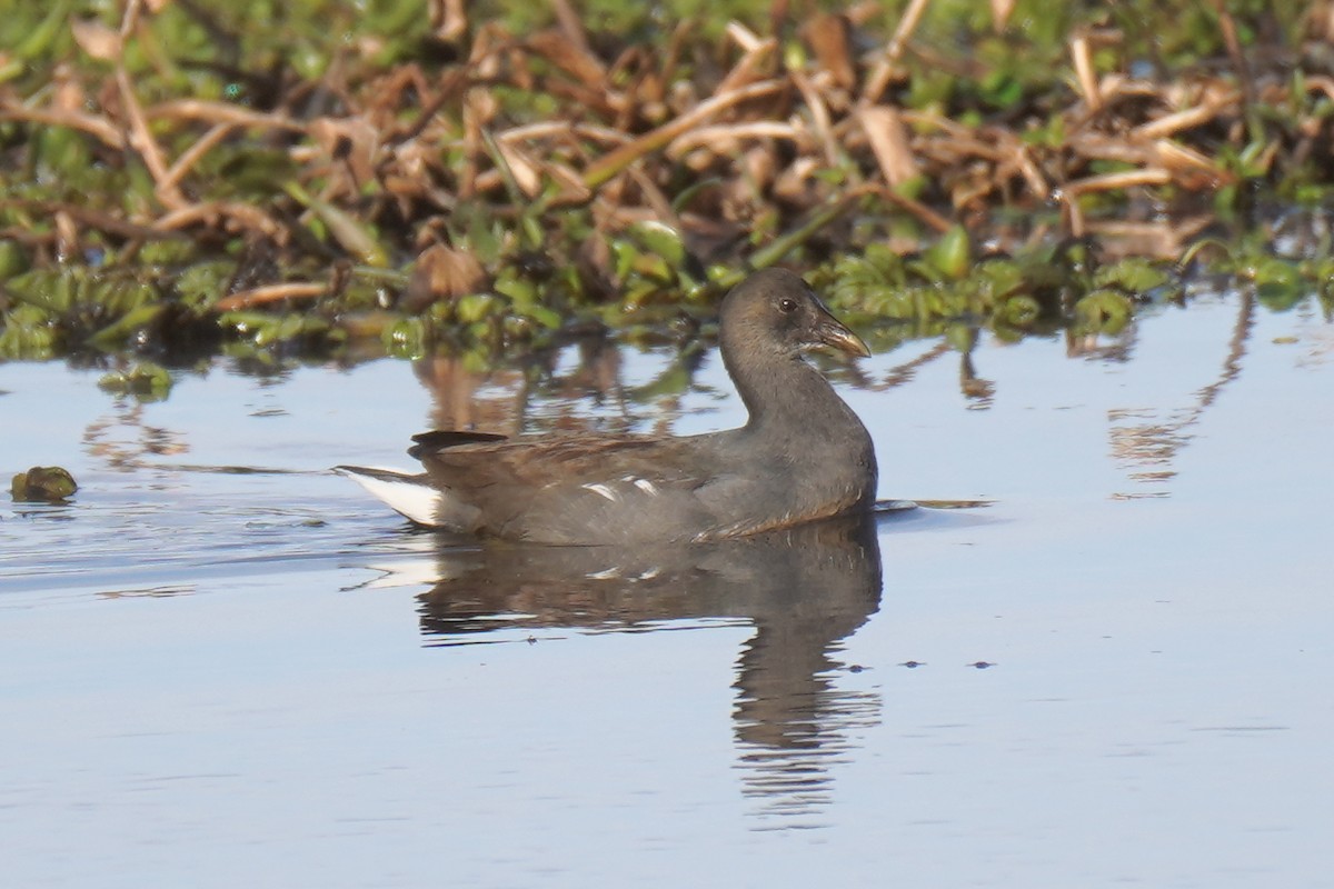 Common Gallinule - ML162309171