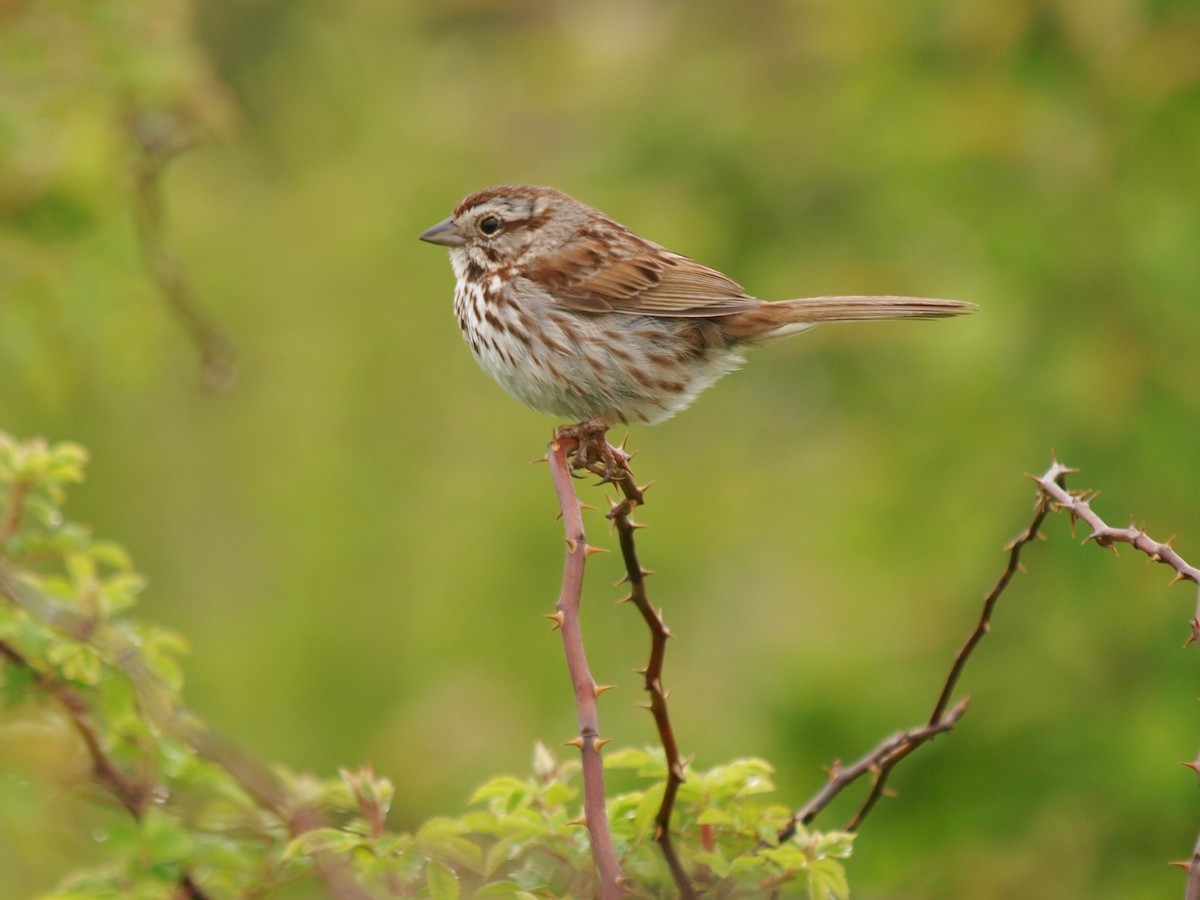 Song Sparrow (melodia/atlantica) - Bill Bunn