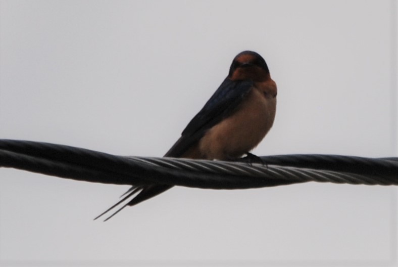 Barn Swallow - ML162310771