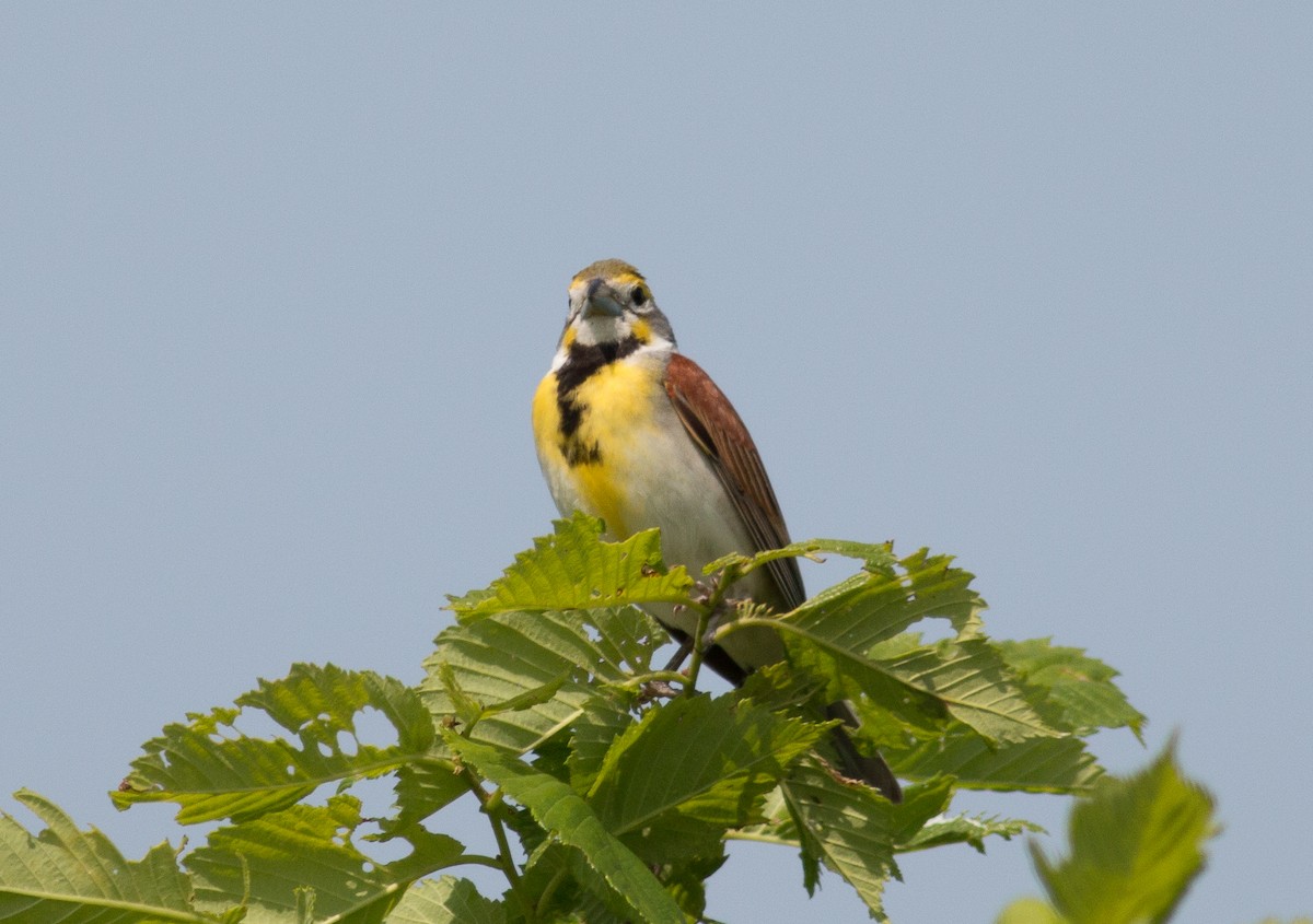 Dickcissel - ML162311861